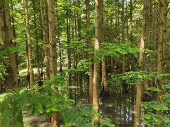 -桤木河湿地公园