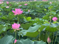 -莲花池公园