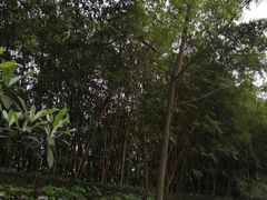 -南山植物园
