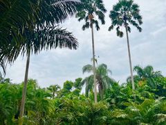 -中国科学院西双版纳热带植物园