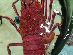 -强记海鲜·大排档(蛇口新街店)