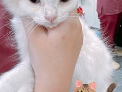 -美联众合爱康动物医院•复杂内科•肿瘤科•牙科•腔镜诊疗中心