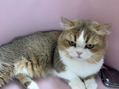 -青奢宠物·青奢猫舍