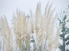 -白鹭湾湿地公园