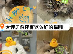 -藏猫猫咖啡主题馆(中央大道店)