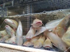 -胖大姐黄辣丁鱼庄(新津店)