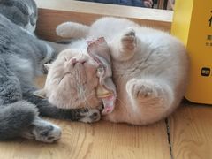 -猫小院猫主题咖啡厅(北锣店)