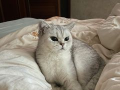 -东方名猫馆·英短金渐层布偶猫舍(环线广场1号楼店)