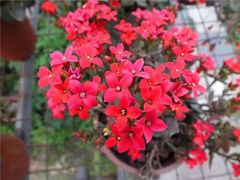 -三圣花乡旅游区