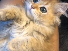 -猫大福·Fortune Cat猫舍(百子湾店)