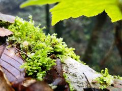 -张家界天门山国家森林公园