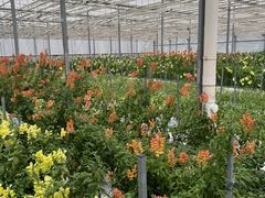 -上海鲜花港
