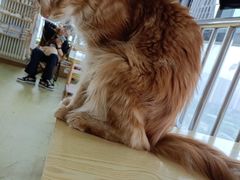 -小大董·烤鸭(观景餐厅·南京西路店)