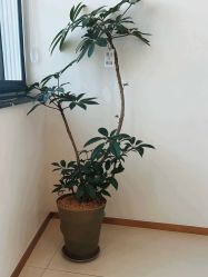 -WENDY·温迪皮肤管理