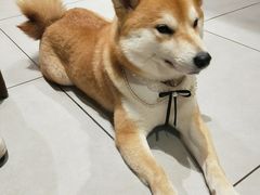 -柴务处·柴犬主题狗咖