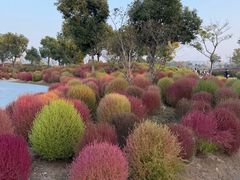 -春花秋色城市公园