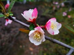 -白塘生态植物园