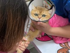 -伟伟宠物医院·瑞派猫友好医院·猫科(光谷店)