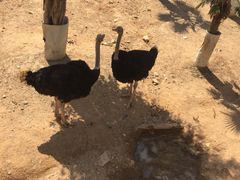 -泉州海丝野生动物世界