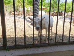 -石家庄市动物园