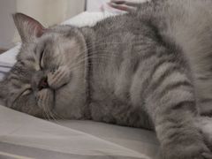 -博特宠物医院24h犬猫全科.骨科·异宠