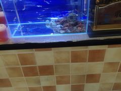 水产区-桃子餐厅·天津菜(红星路直营店)