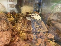 -Rabbit Cafe私房西餐甜点咖啡(栖霞路店)