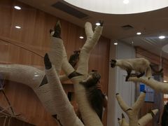 -袖虎·猫馆(体育西路店)