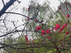 -温江公园