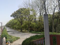 -上海滨江森林公园