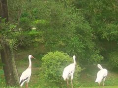 -沈阳森林动物园