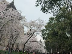 -武汉大学-樱园