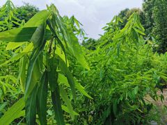 -中国科学院西双版纳热带植物园
