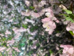 -苏州上方山国家森林公园