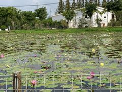 -上海长兴岛郊野公园