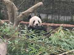 -都江堰中华大熊猫苑