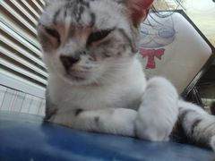 -猫小院猫主题咖啡厅(北锣店)