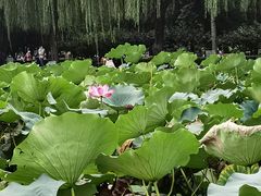 -团结湖公园