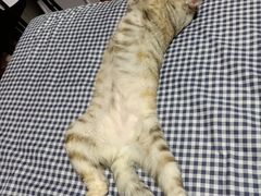 -瑞派·关忠动物医院·异宠专科·犬猫肿瘤·皮肤专科(望京店)