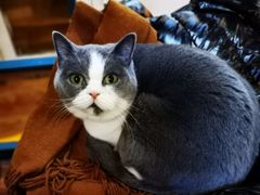 -猫小院猫主题餐厅(南锣旗舰店)