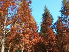 -溱湖国家湿地公园