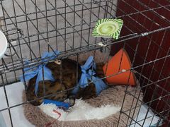 -瑞派福兴宠物医院犬猫全科·骨科·中西医结合(河东店)