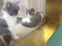 -飞行喵MR PILOT|猫舍·猫咖(静安大融城店)