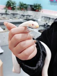 -Moni星球萌宠·小马宝莉·灵蛇·高端高阶全萌宠互动体验俱乐部(红豆国际广场店)