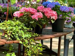 -上海共青森林公园