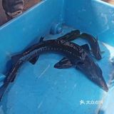吃一吃[嘴唇]老杜灶台鱼