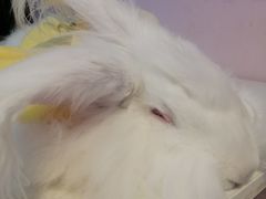 -我爱猫咪·猫咖·狗咖·安哥拉兔·羊驼咖(小寨华旗店)