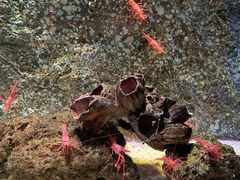 -暹罗海洋世界