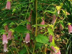 -西湖风景区-江洋畈生态公园
