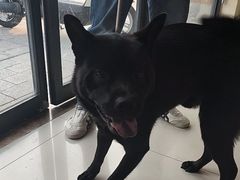 -艾贝尔宠物医院 ·内科全科(梁溪路店)